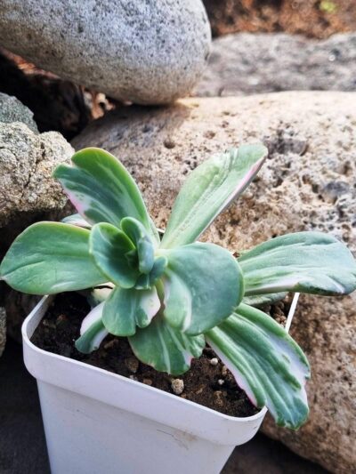 Echeveria Berserk variegata - Зображення 2