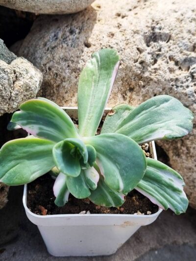 Echeveria Berserk variegata - Зображення 3