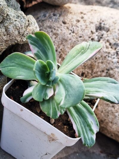 Echeveria Berserk variegata - Зображення 4