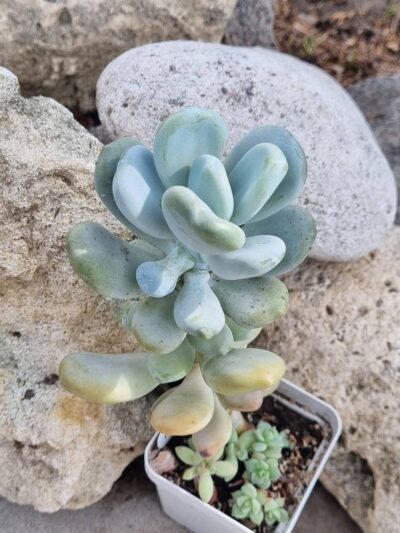 Pachyphytum Oviferum - Зображення 2