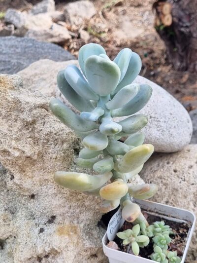 Pachyphytum Oviferum - Зображення 3