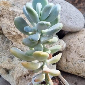 Pachyphytum Oviferum