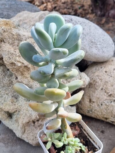 Pachyphytum Oviferum