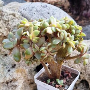 Echeveria Fred Ives cristata