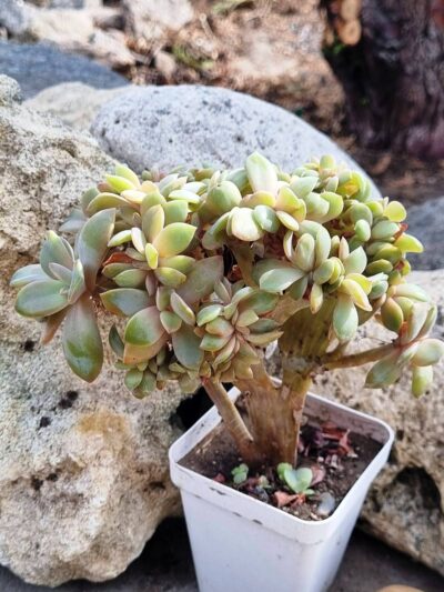 Echeveria Fred Ives cristata