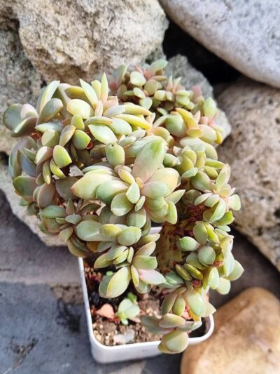 Echeveria Fred Ives cristata - Зображення 2
