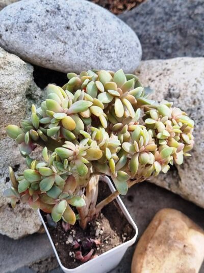 Echeveria Fred Ives cristata - Зображення 3