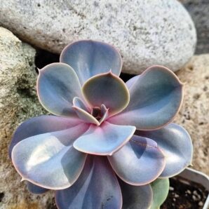 Echeveria Perle von Nurnberg