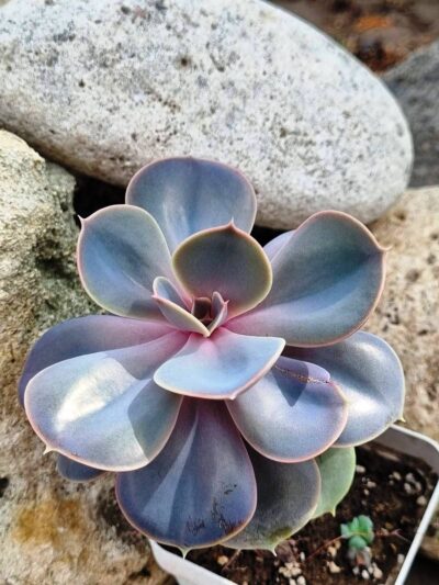 Echeveria Perle von Nurnberg