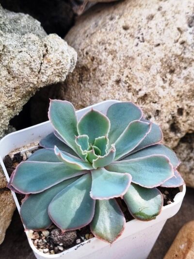 Echeveria Neon Breakers - Зображення 2