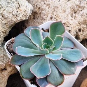 Echeveria Neon Breakers