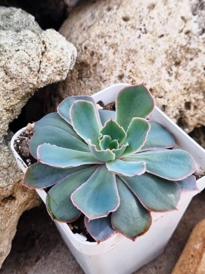 Echeveria Neon Breakers