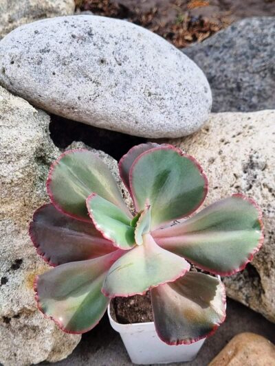 Echeveria Diamond State - Зображення 2