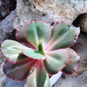 Echeveria Diamond State