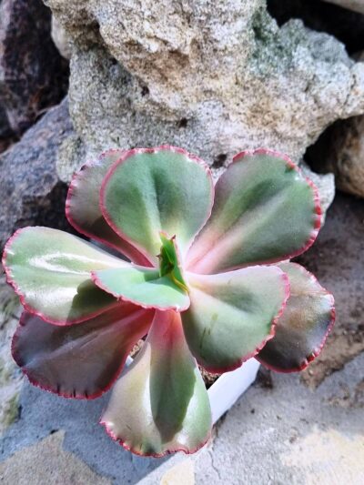 Echeveria Diamond State