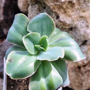 Echeveria Wild Butterfiely