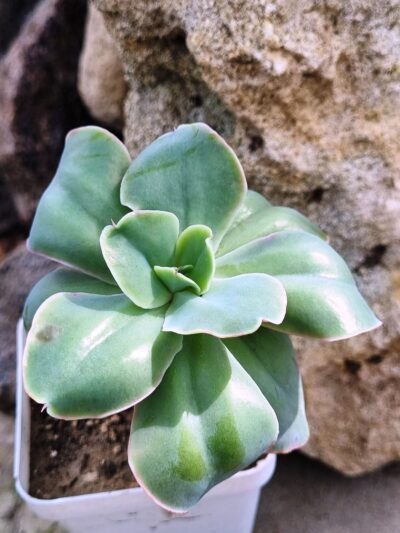 Echeveria Wild Butterfiely