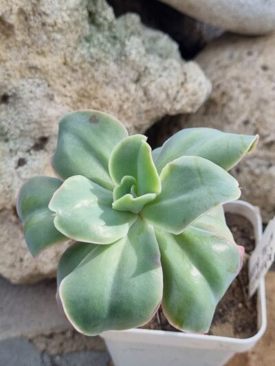 Echeveria Wild Butterfiely - Зображення 2