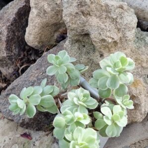 Echeveria Peach pride var