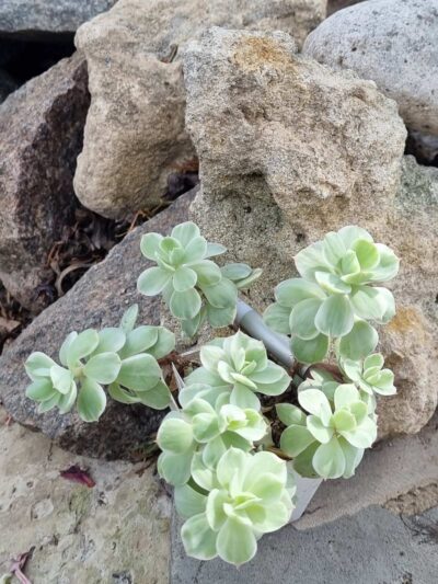 Echeveria Peach pride var