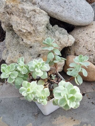 Echeveria Peach pride var - Зображення 2