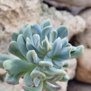 Pachyveria Scheideckeri var
