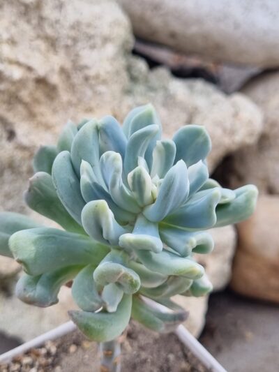 Pachyveria Scheideckeri var