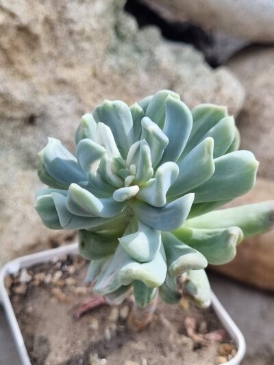 Pachyveria Scheideckeri var - Зображення 2