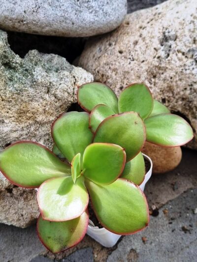 Echeveria Red Finkle - Зображення 3