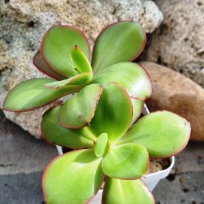 Echeveria Red Finkle