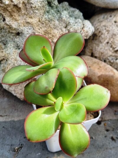 Echeveria Red Finkle