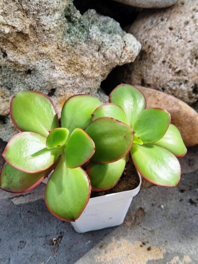 Echeveria Red Finkle - Зображення 2