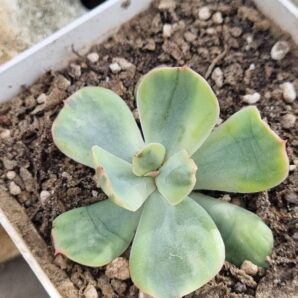Echeveria Sansset Peony var