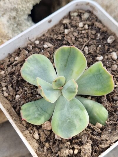 Echeveria Sansset Peony var