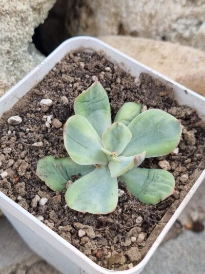Echeveria Sansset Peony var - Зображення 2