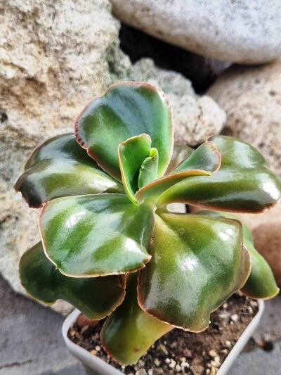 Echeveria Pappy's rose - Зображення 3