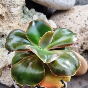 Echeveria Pappy's rose