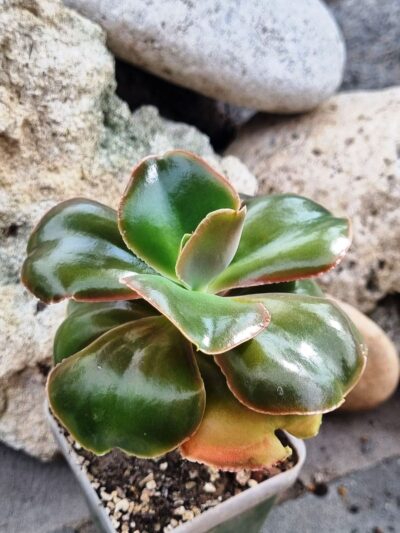 Echeveria Pappy's rose