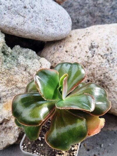 Echeveria Pappy's rose - Зображення 2