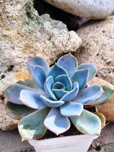Echeveria Latte Rose - Зображення 2