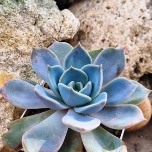 Echeveria Latte Rose