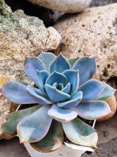 Echeveria Latte Rose