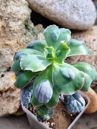 Echeveria Midway - Зображення 2