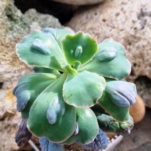 Echeveria Midway