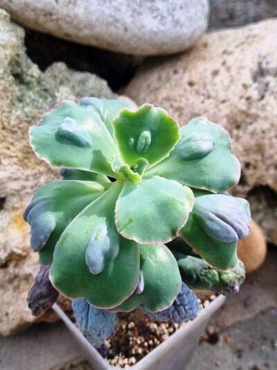 Echeveria Midway