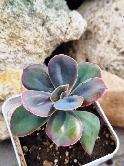 Echeveria Metallica - Зображення 2