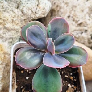 Echeveria Metallica