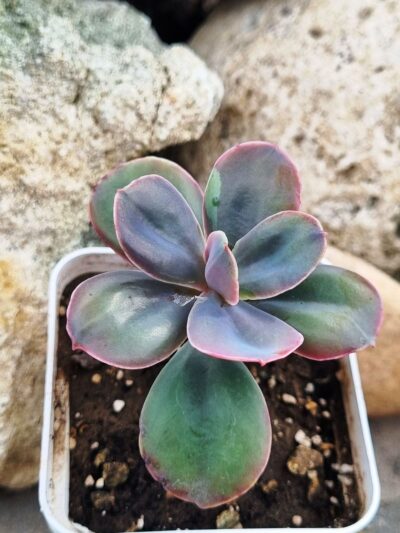 Echeveria Metallica
