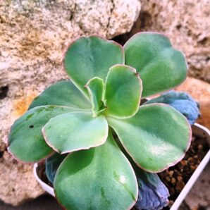 Echeveria Linguas