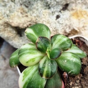 Echeveria Primadonna var